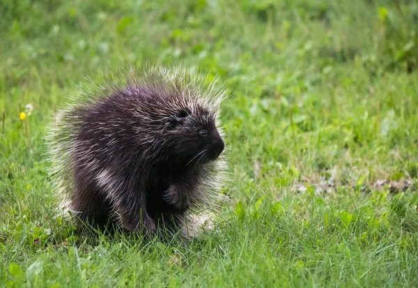 Profil Des Stachelschweins Auf Gras — Stockfoto