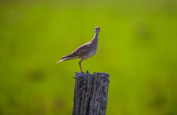 Upland Sandpiper Wooden Post — Stock Photo, Image