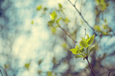 bulanıklık arka planda yeşil fırça 