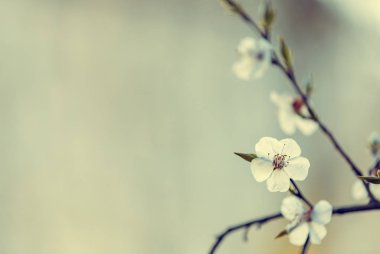 doğada bahar çiçekleri