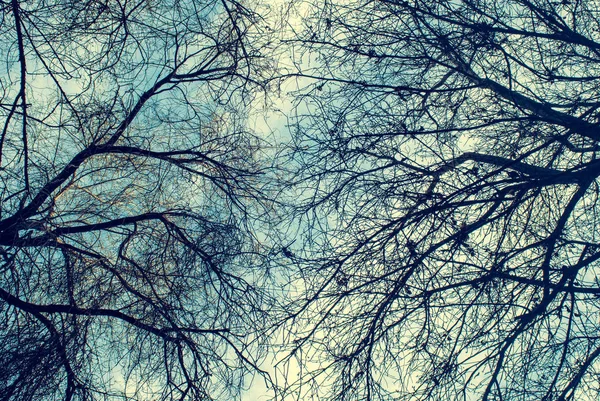 深い青空に春の木々 — ストック写真