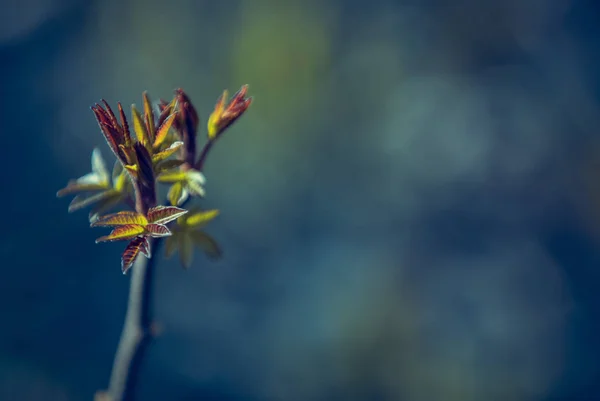 Frühlingsblumen Der Natur — Stockfoto