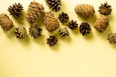 Açık sarı arkaplanda sedir ve çam kozalakları