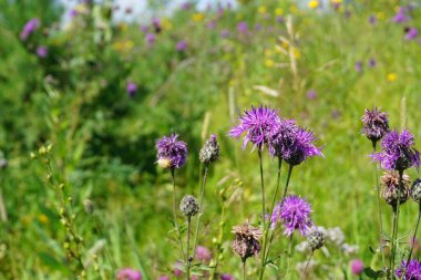 Yeşil tarlada devedikeni çiçekleri, yakın