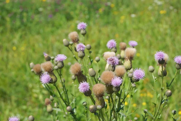 Milk thistle flowers in green field, close up