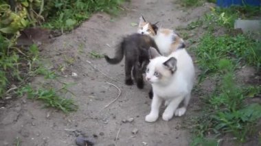 Üç farklı korkmuş kedi yavrusu geri çekildi.