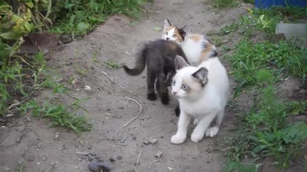 Drie Verschillende Bange Kittens Trekken Zich Terug — Stockvideo