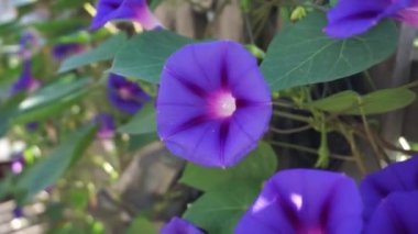 Ipomoea çiçeği. Mavi sabah zaferi