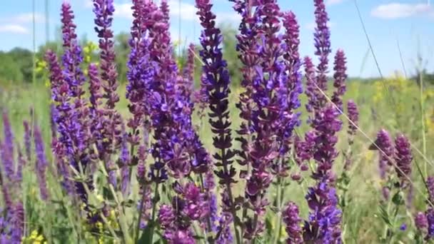 Field Meadow Sage Bloom Close — Stock Video