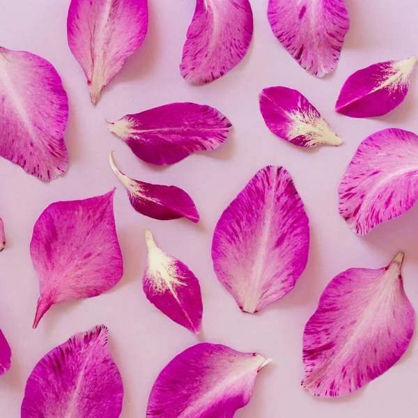 Flache Lage Lila Gladiolenblätter Auf Fliederfarbenem Hintergrund — Stockfoto