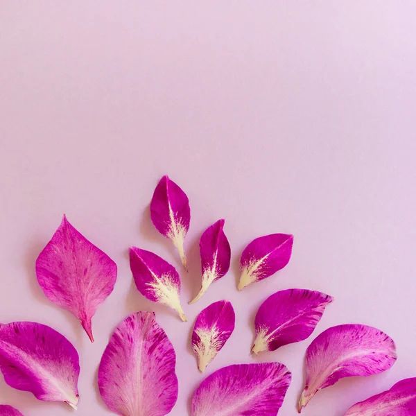 Flache Lage Lila Gladiolenblätter Auf Fliederfarbenem Hintergrund — Stockfoto