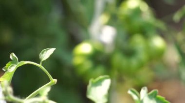Çalının üzerinde olgunlaşmamış yeşil domatesler. Yaklaş.