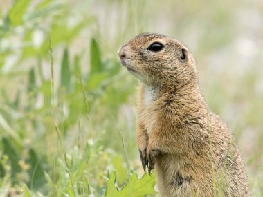 Yeşil bir çayırda bahar (Avusturya duran bir Avrupa zemin sincap (Spermophilus citellus))