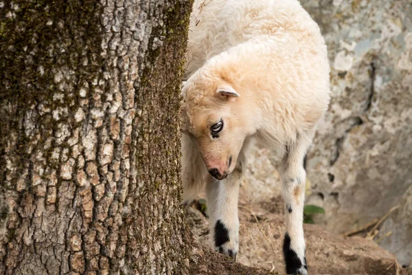 Cordeiro Jovem Pasto Pedregoso Perto Uma Árvore Island Cres Croácia — Fotografia de Stock