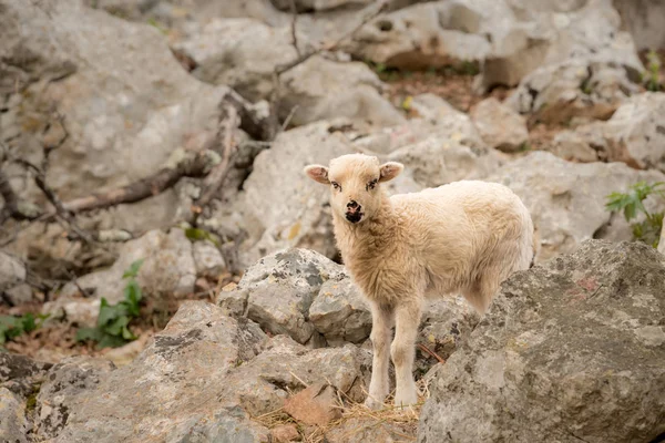 Jonge Lams Staande Een Steenachtige Weide Kroatië Eiland Cres — Stockfoto