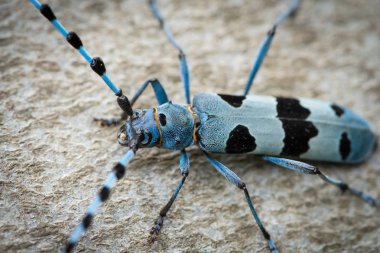 Bir kayın ağacı üzerinde kadın alp longhorn böceği (Rosalia alpina, Cerambycidae)