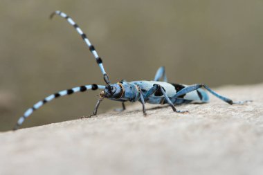 Bir kayın ağacı üzerinde kadın alp longhorn böceği (Rosalia alpina, Cerambycidae)