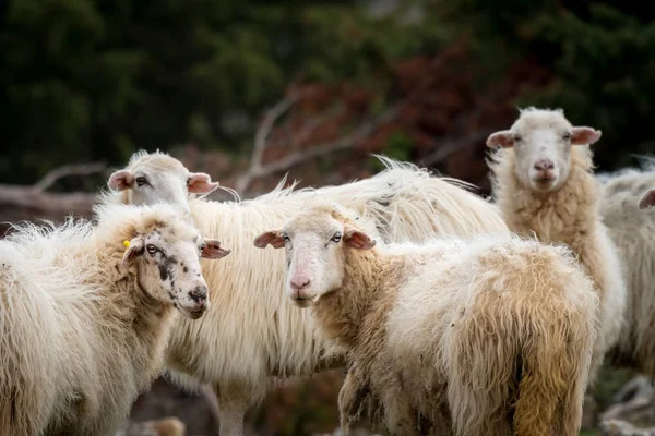 Een Groep Schapen Staande Een Weiland Eiland Cres Kroatië — Stockfoto