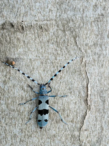 Female Alpine Longhorn Beetle Rosalia Alpina Cerambycidae Beech Tree — Stock Photo, Image