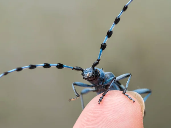 Fêmea Alpine Longhorn Beetle Rosalia Alpina Cerambycidae Sentado Dedo — Fotografia de Stock