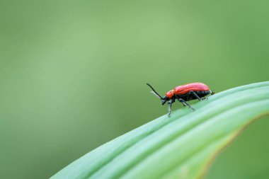 Scarlet lily böceği (Lilioceris yakın, Aile Chrysomelidae) yeşil yaprak üzerinde oturan