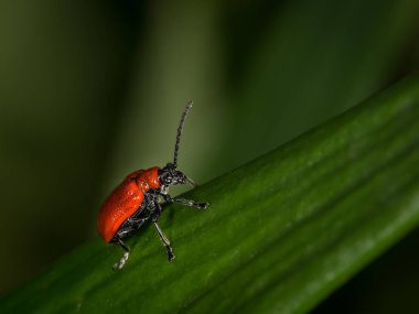Scarlet lily böceği (Lilioceris yakın, Aile Chrysomelidae) yeşil yaprak üzerinde oturan