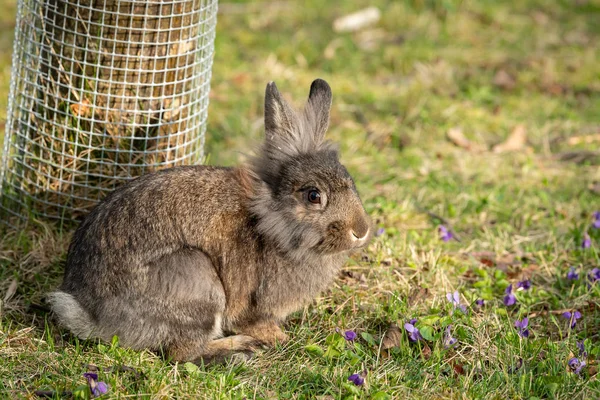 A portrait of a brown dwarf rabbit sitting in the grass
