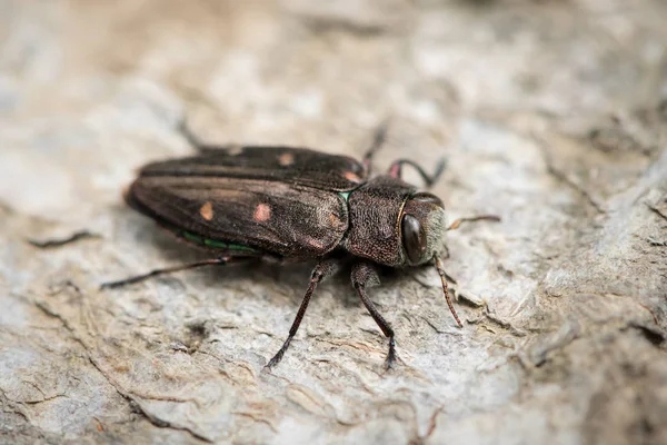 Bir küçük Metalik ahşap sıkıcı böceği (Chrysobothris affinis, Aile Buprestidae) bir kayın ağacı üzerinde oturan