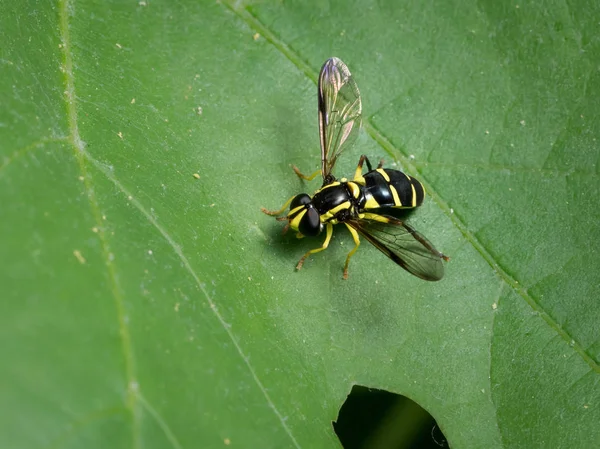 Small Black Yellow Hoverfly Xanthogramma Pedissequum Family Syrphidae Sitting Green — Stock Photo, Image