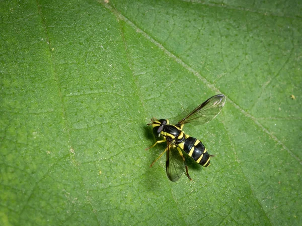 Bir Küçük Siyah Sarı Hoverfly Xanthogramma Pedissequum Aile Syrphidae Yeşil — Stok fotoğraf