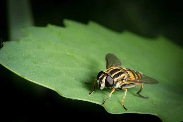 Bir Küçük Siyah Sarı Hoverfly Helophilus Pendulus Aile Syrphidae Yeşil — Stok fotoğraf