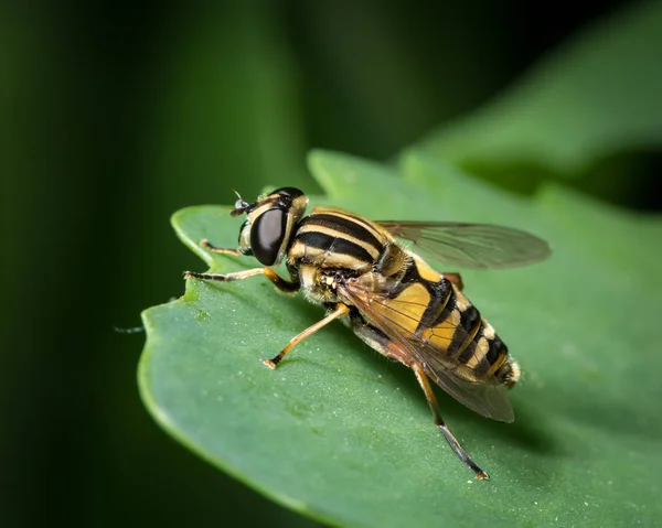 Pequeno Hoverfly Amarelo Preto Helophilus Pendulus Família Syrphidae Sentado Uma — Fotografia de Stock