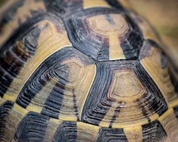 Details Shell Tortoise Testudo Hermanni Boettgeri — Stock Photo, Image