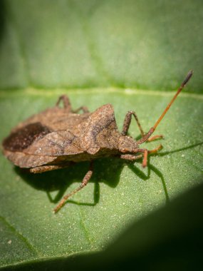 Dock böcek (Coreus marginatus, Coreidae) üzerinde yeşil bir yaprak oturan