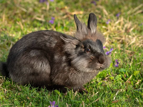 A young brown dwarf rabbit (lions head) sitting in the grass