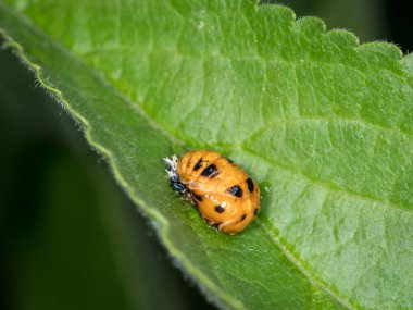 Yeşil yaprak üzerinde yer alan pupa Asya hata (Harmonia axyridis, Coccinellidae)