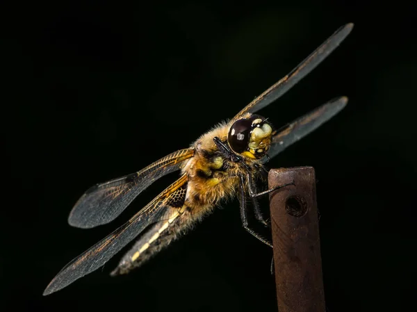 Четырёхпятнистый Преследователь Libellula Quadrimaculata Сидит Палочке Широком Солнечном Черном Фоне — стоковое фото