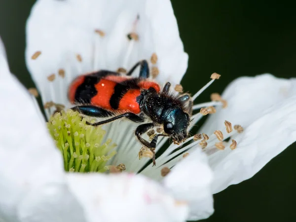 Färgglada Rutiga Skalbagge Trichodes Apiarius Cleridae Sitter Blomma — Stockfoto