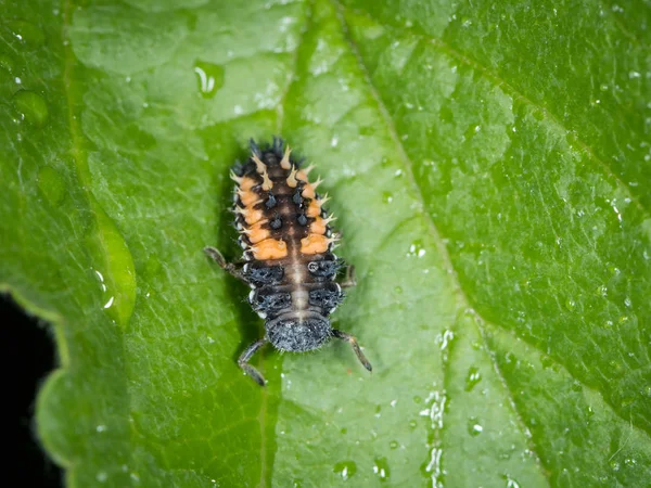Larva Asijské Ladybeetle Harmonia Axyridis Slunéčkovití Sedí Zelený List — Stock fotografie
