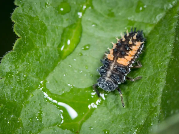 Larva Asijské Ladybeetle Harmonia Axyridis Slunéčkovití Sedí Zelený List — Stock fotografie