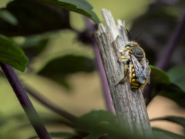 Europäische Wollbiene Anthidium Manicatum Megachilidae Sitzt Auf Einem Gebrochenen Stamm — Stockfoto