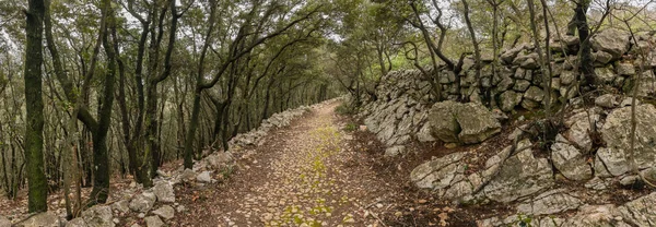 Estrada Romana Velha Floresta Cres Croácia Dia Nublado Primavera — Fotografia de Stock
