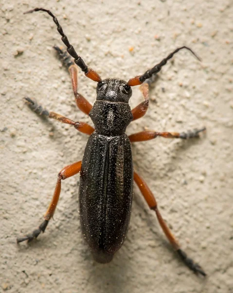 Дрібний Луговий Жук Dorcadion Fvum Cerambycidae Сидить Білій Стіні — стокове фото