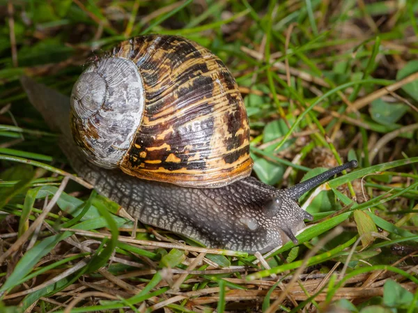 Salyangoz Helix Aspersa Yeşil Bir Çayırda Normandiya Fransa — Stok fotoğraf