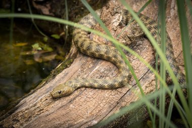 Yakınındaki bir su birikintisi ahşap bir parça üzerinde bir zar yılan closeup