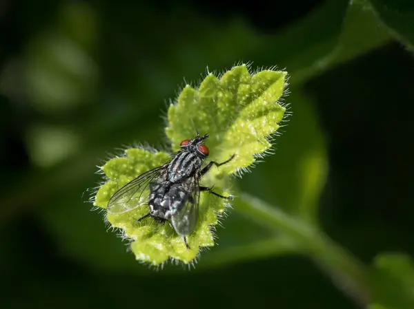 Primer Plano Una Mosca Carne Con Ojos Rojos Sentados Una —  Fotos de Stock