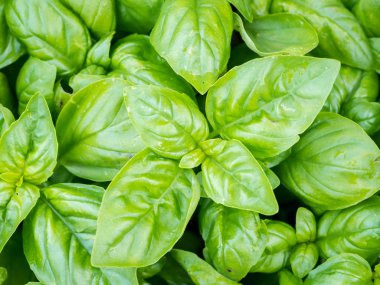 Canlı yeşil yaprakları fesleğen (Ocimum basilicum closeup)