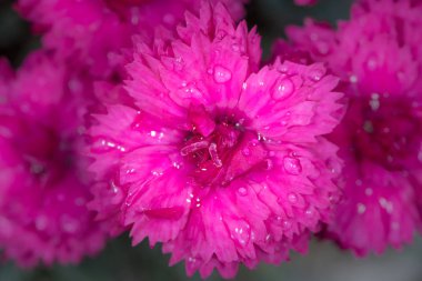 Closeup of the blossom of a carnation (Dianthus caryophyllus) with water drops clipart