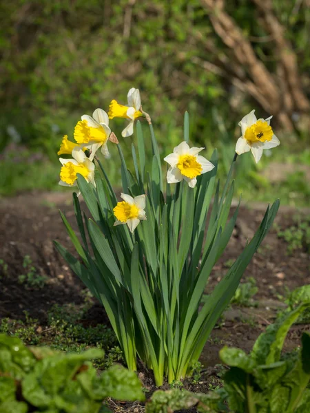 Крупним Планом Групу Нарцисів Narcissus Pseudonarcissus Сонячний День Навесні — стокове фото