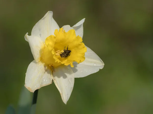 Крупним Планом Цвітіння Нарциса Narcissus Pseudonarcissus Сонячний День Навесні — стокове фото